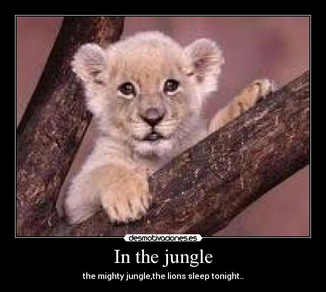 In the jungle - the mighty jungle,the lions sleep tonight..