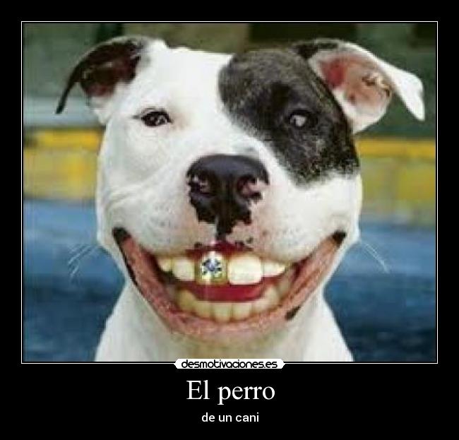 El perro - 