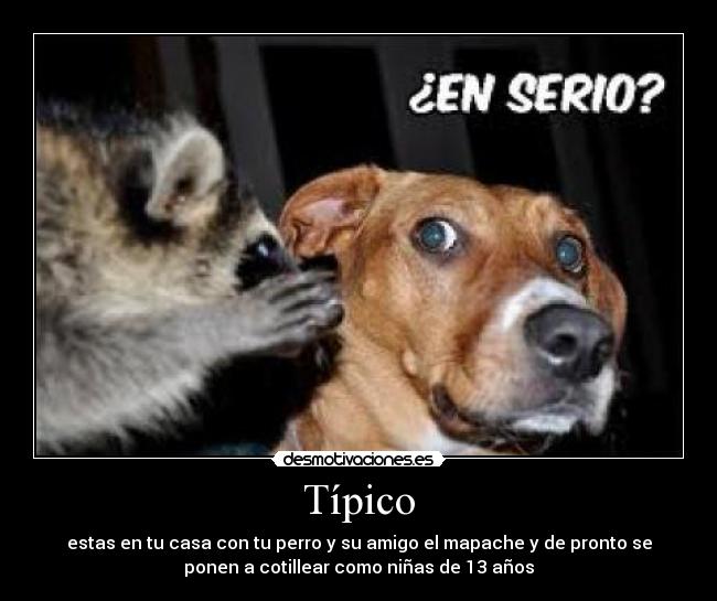 Típico - 