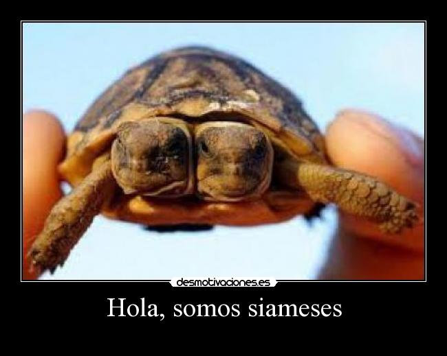 carteles tortuga desmotivaciones