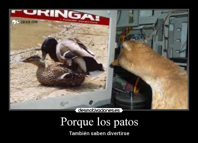 Porque los patos - También saben divertirse