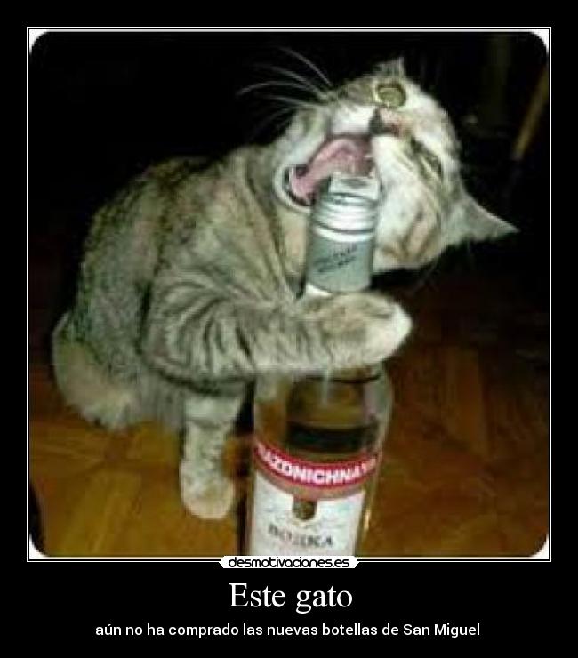 Este gato -