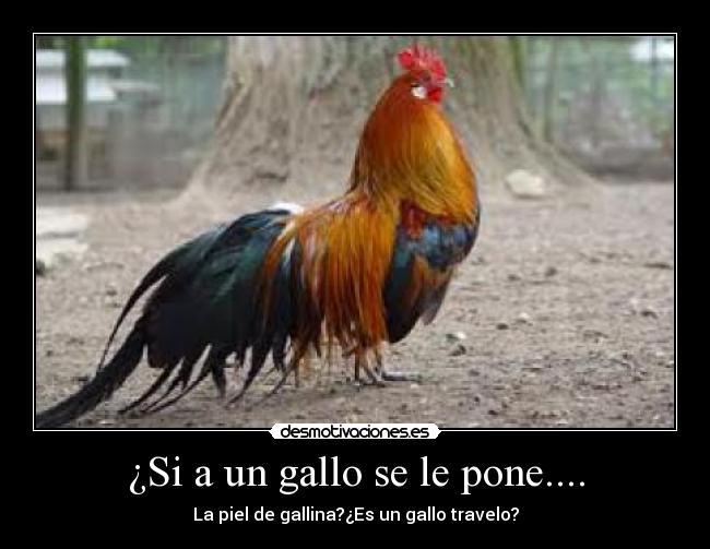 ¿Si a un gallo se le pone.... - La piel de gallina?¿Es un gallo travelo?