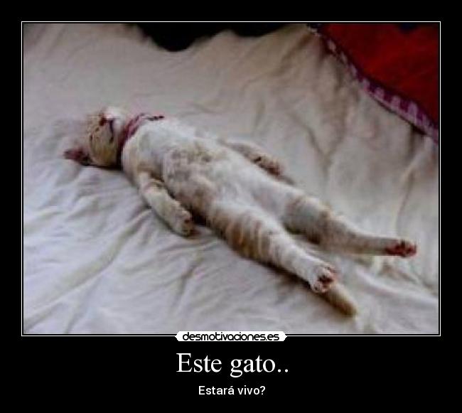 Este gato.. - Estará vivo?