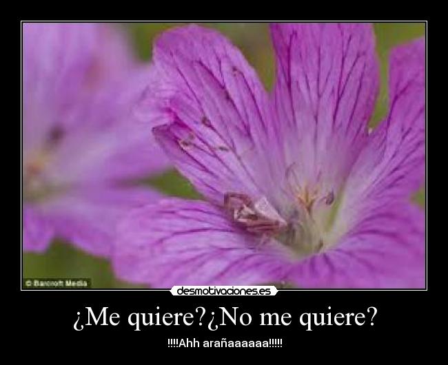 ¿Me quiere?¿No me quiere? - !!!!Ahh arañaaaaaa!!!!!