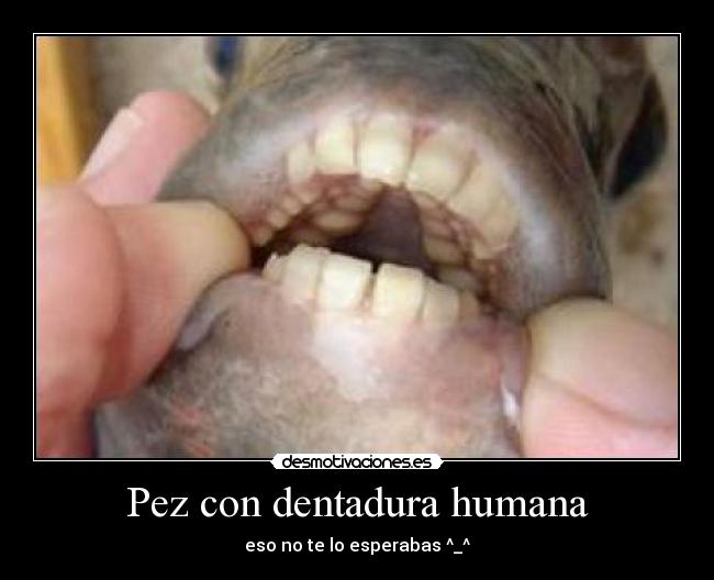 Pez con dentadura humana -