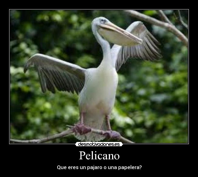 Pelicano -