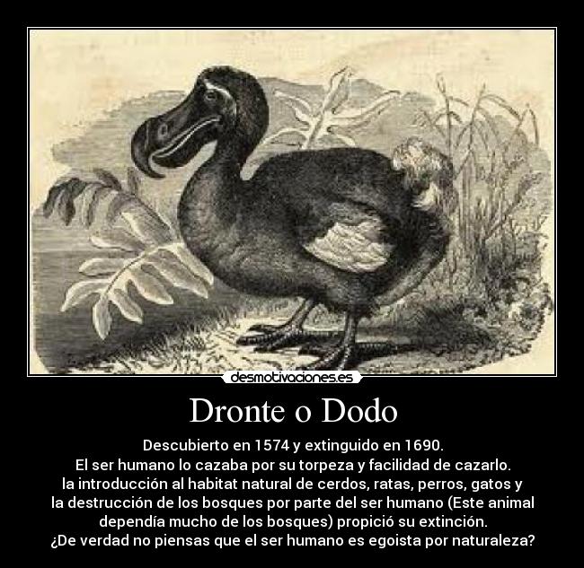 Dronte o Dodo -