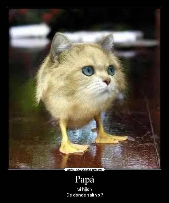 Papá -
