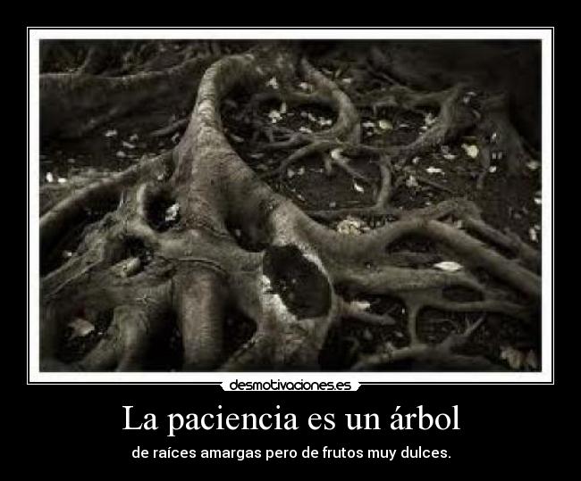 La paciencia es un árbol - de raíces amargas pero de frutos muy dulces.