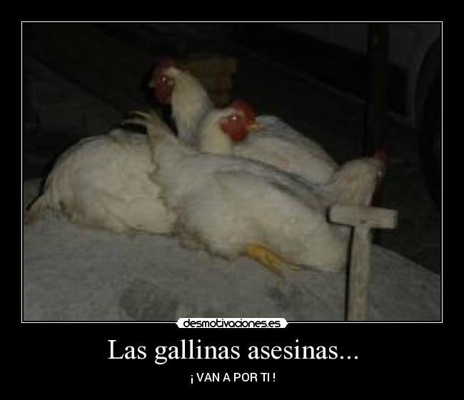 Las gallinas asesinas... - 