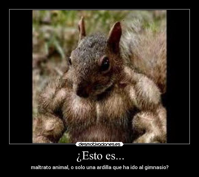 ¿Esto es... - maltrato animal, o solo una ardilla que ha ido al gimnasio?