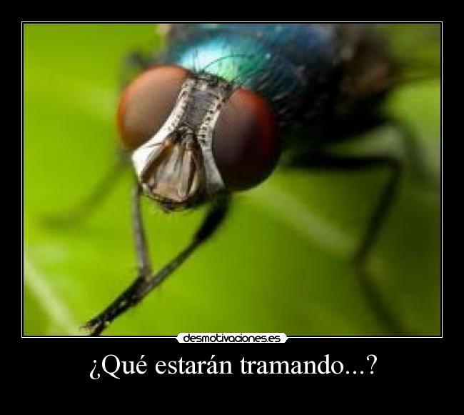 ¿Qué estarán tramando...? - 