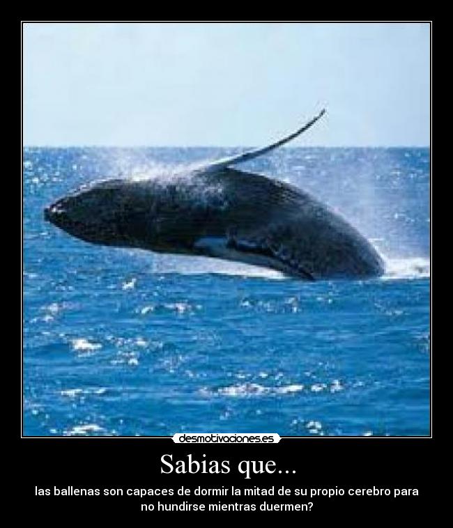 Sabias que... - las ballenas son capaces de dormir la mitad de su propio cerebro para
no hundirse mientras duermen?