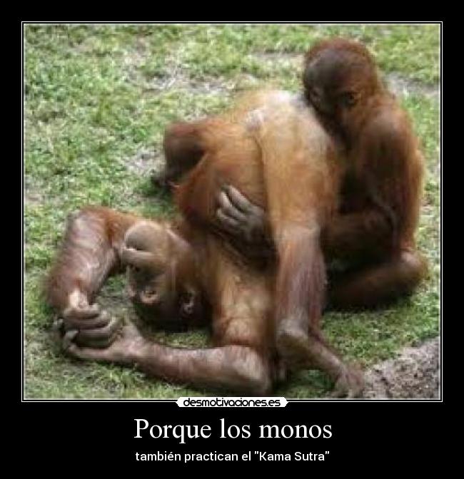 Porque los monos - también practican el Kama Sutra
