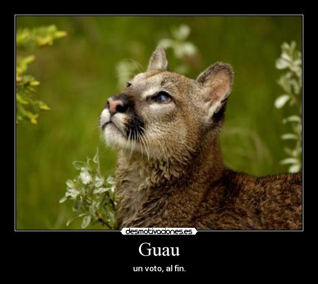 carteles puma desmotivaciones