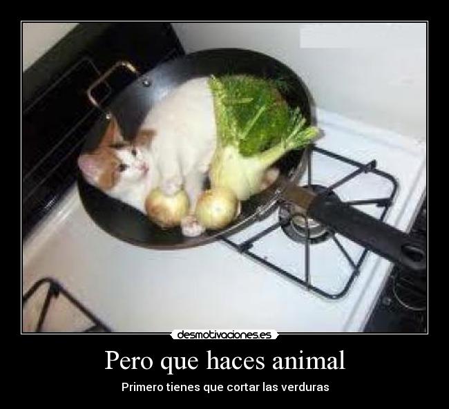 Pero que haces animal -
