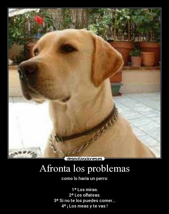 Afronta los problemas - como lo haría un perro:

1º Los miras.
2º Los olfateas.
3º Si no te los puedes comer...
4º ¡ Los meas y te vas !