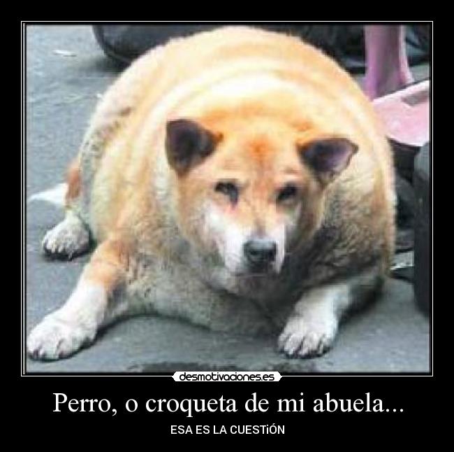 Perro, o croqueta de mi abuela... - ESA ES LA CUESTiÓN
