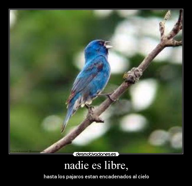 nadie es libre, - hasta los pajaros estan encadenados al cielo