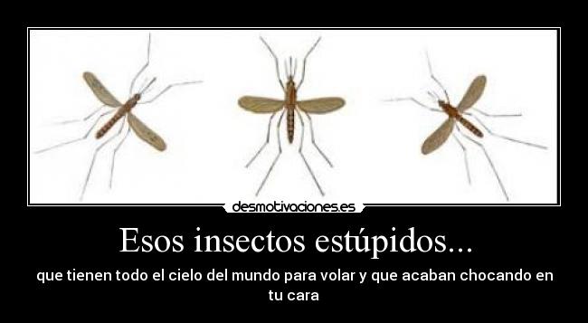 Esos insectos estúpidos... - que tienen todo el cielo del mundo para volar y que acaban chocando en tu cara