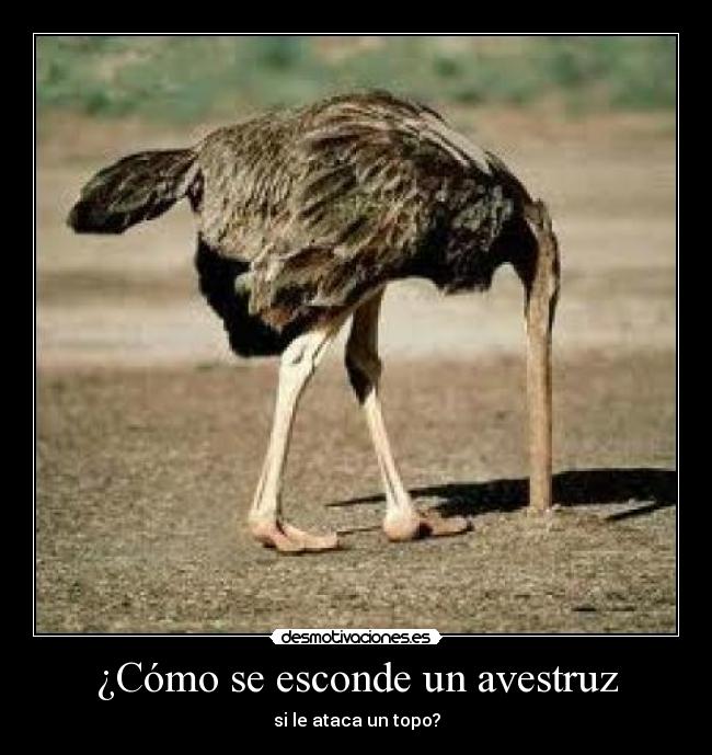 ¿Cómo se esconde un avestruz -