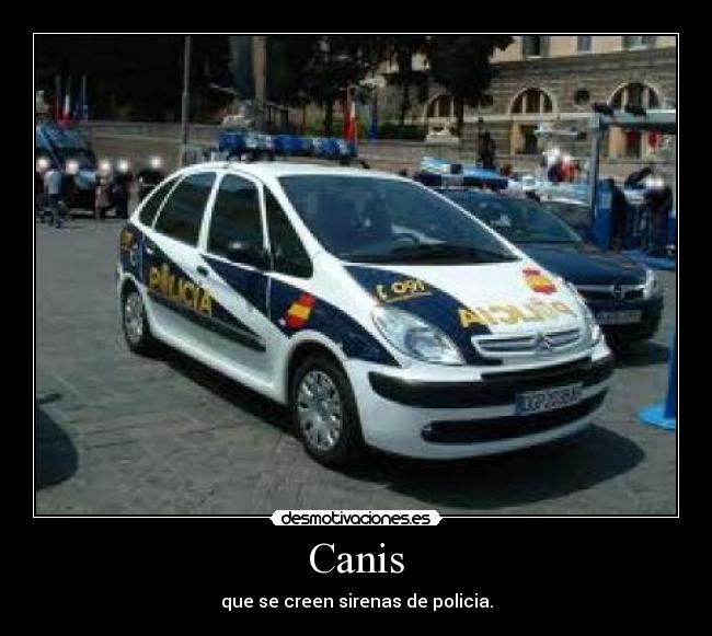 Canis - que se creen sirenas de policia.