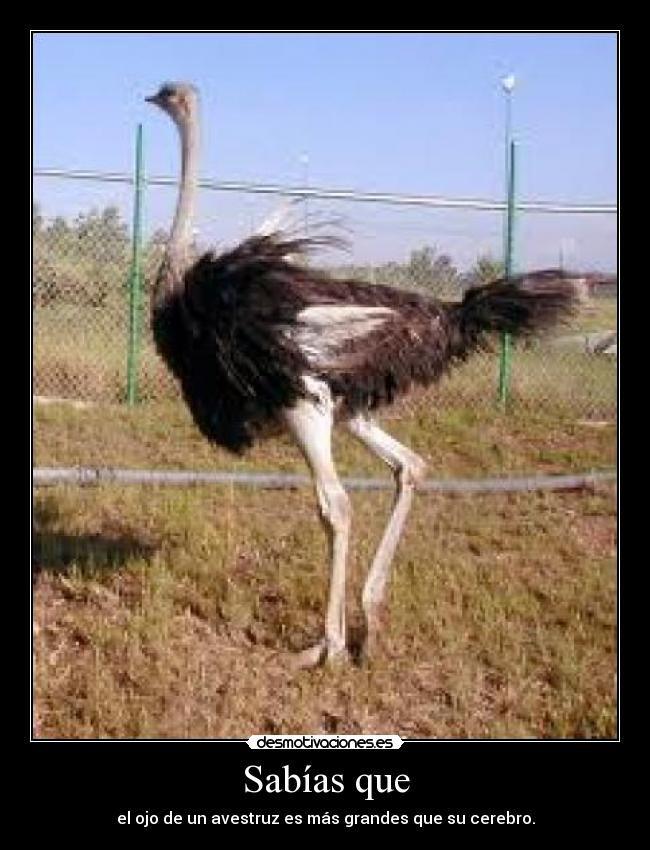 Sabías que - el ojo de un avestruz es más grandes que su cerebro.