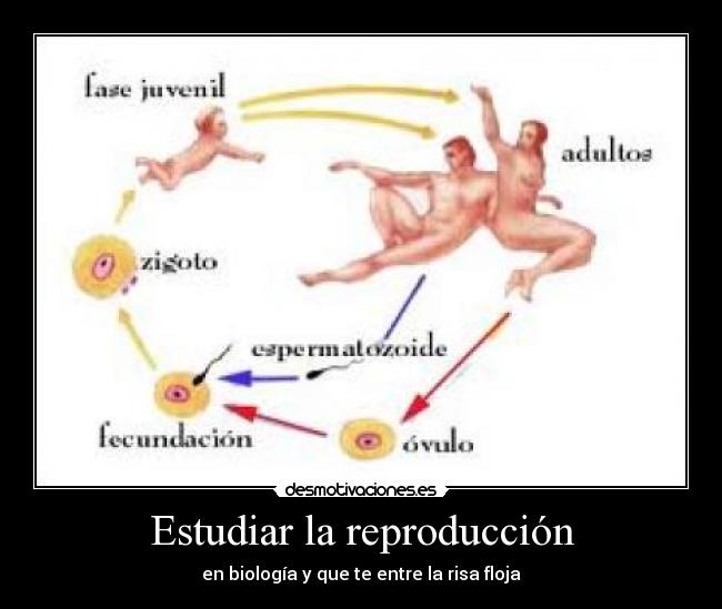 Estudiar la reproducción - 