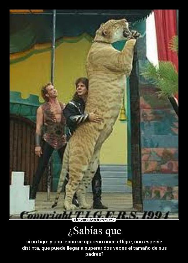 ¿Sabías que - si un tigre y una leona se aparean nace el ligre, una especie
distinta, que puede llegar a superar dos veces el tamaño de sus
padres?