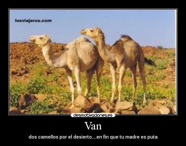 carteles camellos desmotivaciones