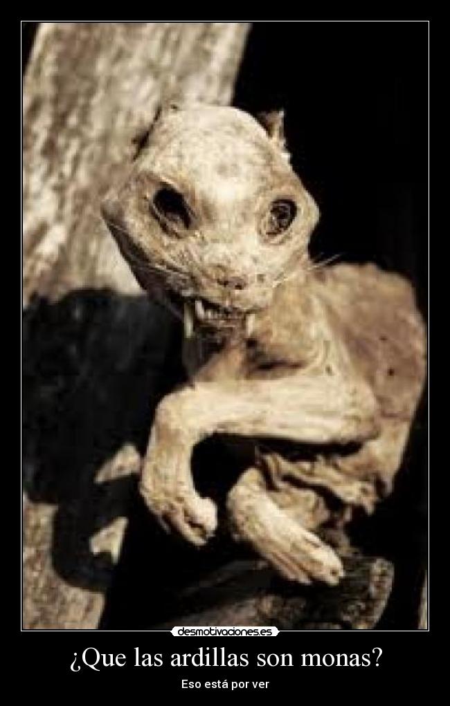 ¿Que las ardillas son monas? -