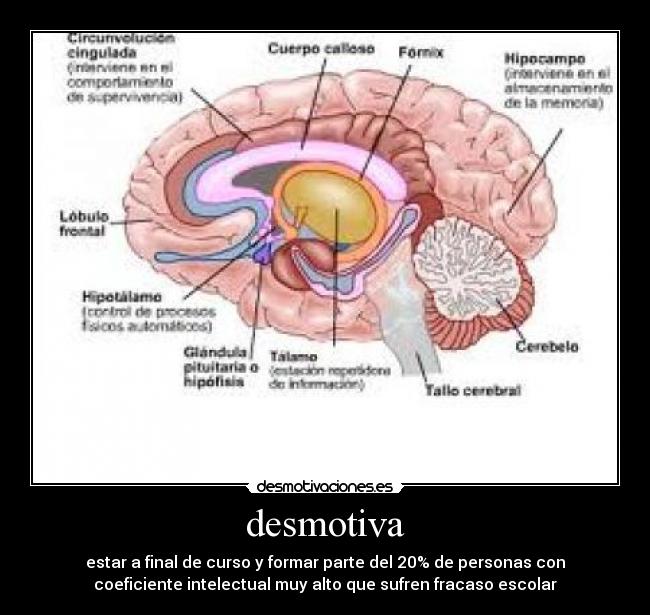 desmotiva - estar a final de curso y formar parte del 20% de personas con
coeficiente intelectual muy alto que sufren fracaso escolar