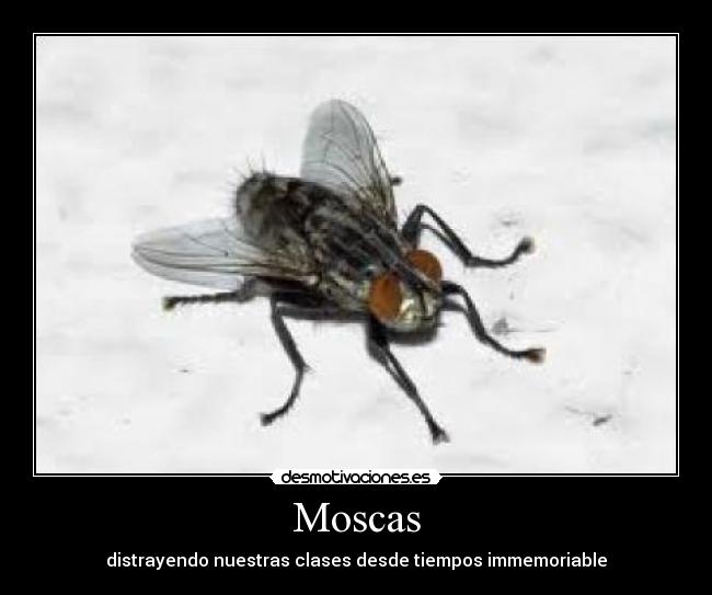Moscas -