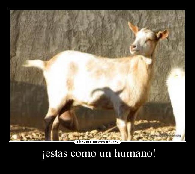 ¡estas como un humano! -