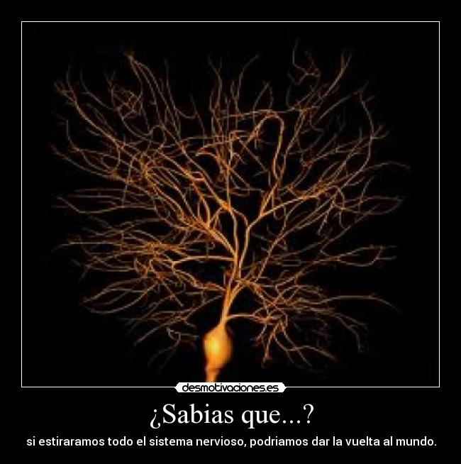 ¿Sabias que...? - 