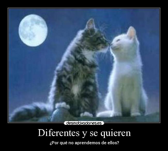 Diferentes y se quieren - ¿Por qué no aprendemos de ellos?