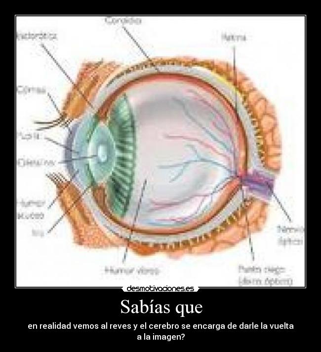Sabías que - en realidad vemos al reves y el cerebro se encarga de darle la vuelta a la imagen?