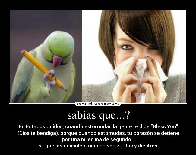 sabias que...? - En Estados Unidos, cuando estornudas la gente te dice Bless You
(Dios te bendiga), porque cuando estornudas, tu corazón se detiene
por una milésima de segundo. .
y...que los animales tambien son zurdos y diestros