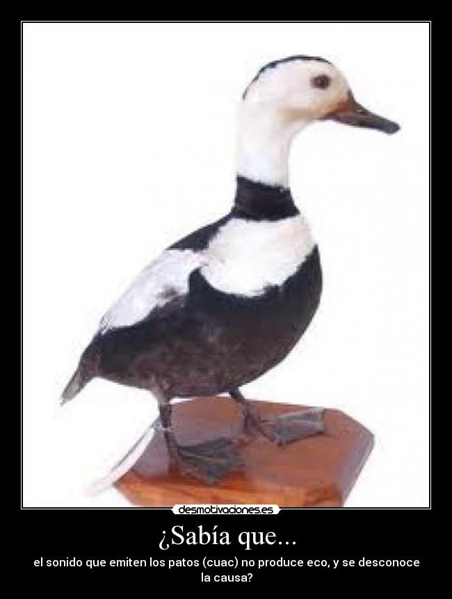 ¿Sabía que... - el sonido que emiten los patos (cuac) no produce eco, y se desconoce la causa?