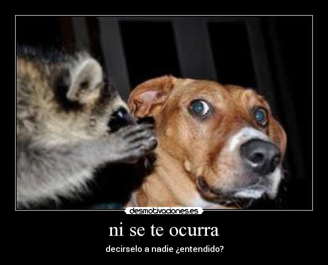 ni se te ocurra -