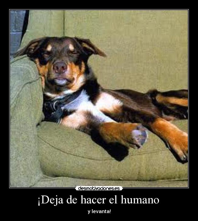 ¡Deja de hacer el humano - y levanta!