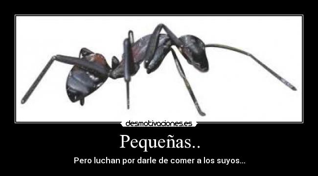 Pequeñas.. - Pero luchan por darle de comer a los suyos...