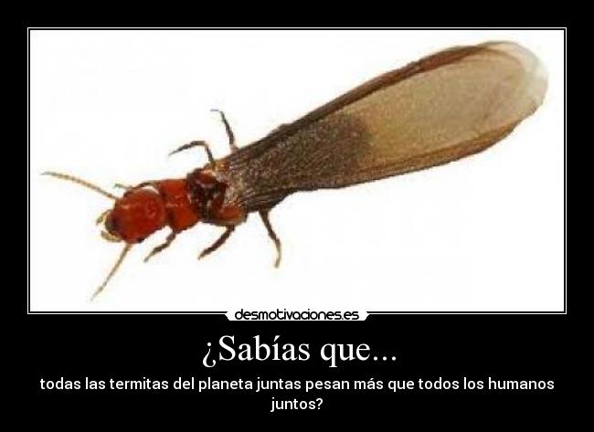 ¿Sabías que... - todas las termitas del planeta juntas pesan más que todos los humanos juntos?