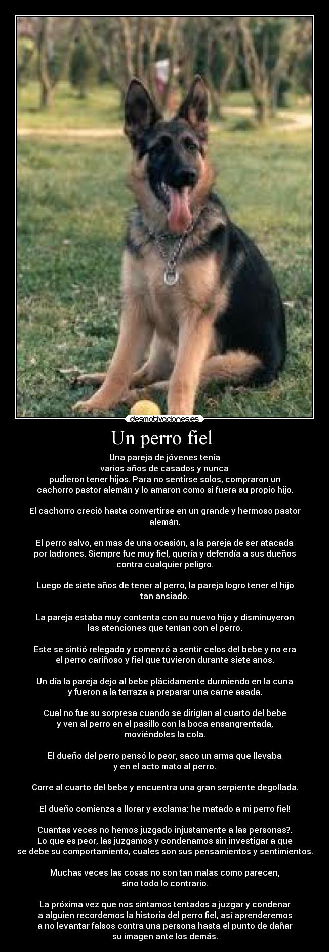 Un perro fiel - Una pareja de jóvenes tenía
varios años de casados y nunca
pudieron tener hijos. Para no sentirse solos, compraron un
cachorro pastor alemán y lo amaron como si fuera su propio hijo.
El cachorro creció hasta convertirse en un grande y hermoso pastor alemán.
El perro salvo, en mas de una ocasión, a la pareja de ser atacada
por ladrones. Siempre fue muy fiel, quería y defendía a sus dueños
contra cualquier peligro.
Luego de siete años de tener al perro, la pareja logro tener el hijo
tan ansiado.
La pareja estaba muy contenta con su nuevo hijo y disminuyeron
las atenciones que tenían con el perro.
Este se sintió relegado y comenzó a sentir celos del bebe y no era
el perro cariñoso y fiel que tuvieron durante siete anos.
Un día la pareja dejo al bebe plácidamente durmiendo en la cuna
y fueron a la terraza a preparar una carne asada.
Cual no fue su sorpresa cuando se dirigían al cuarto del bebe
y ven al perro en el pasillo con la boca ensangrentada,
moviéndoles la cola.
El dueño del perro pensó lo peor, saco un arma que llevaba
y en el acto mato al perro.
Corre al cuarto del bebe y encuentra una gran serpiente degollada.
El dueño comienza a llorar y exclama: he matado a mi perro fiel!
Cuantas veces no hemos juzgado injustamente a las personas?.
Lo que es peor, las juzgamos y condenamos sin investigar a que
se debe su comportamiento, cuales son sus pensamientos y sentimientos.
Muchas veces las cosas no son tan malas como parecen,
sino todo lo contrario.
La próxima vez que nos sintamos tentados a juzgar y condenar
a alguien recordemos la historia del perro fiel, así aprenderemos
a no levantar falsos contra una persona hasta el punto de dañar
su imagen ante los demás.