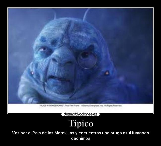 Tipico - 