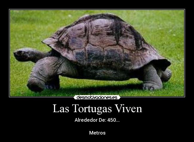 Las Tortugas Viven - 