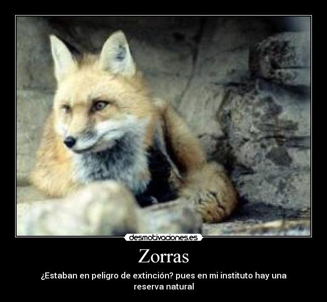 Zorras - ¿Estaban en peligro de extinción? pues en mi instituto hay una reserva natural