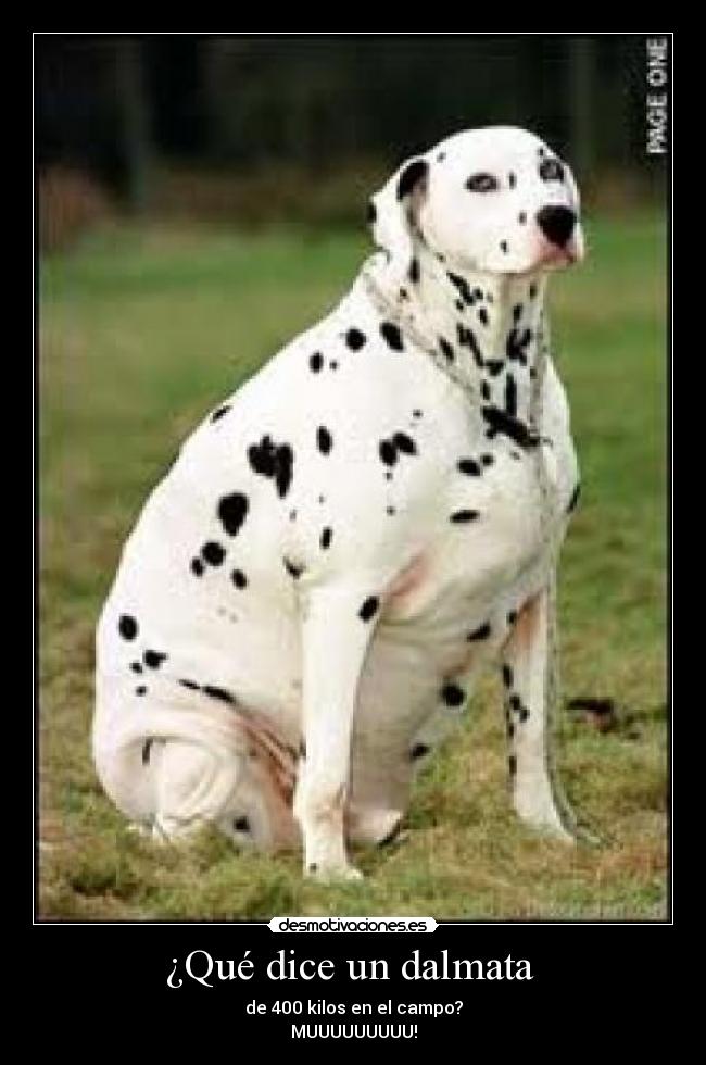 ¿Qué dice un dalmata -