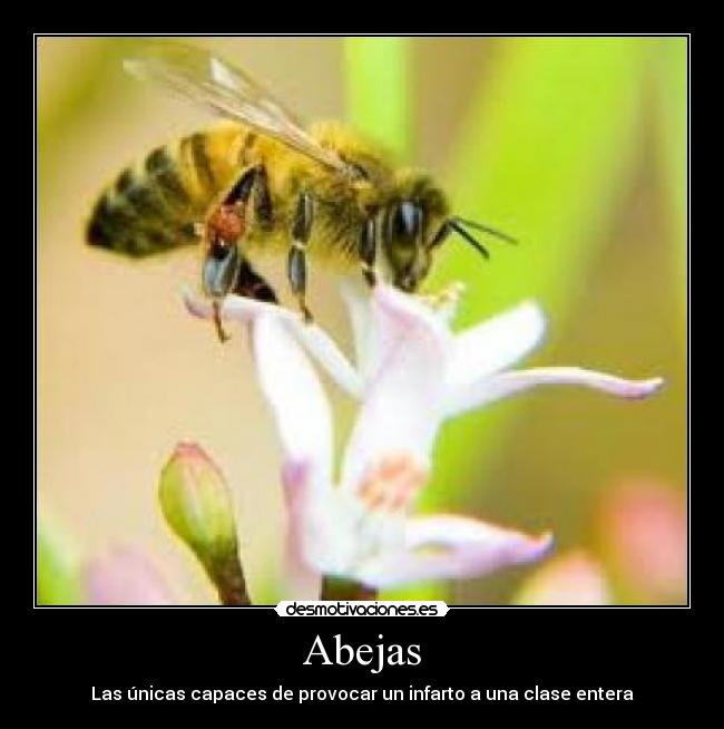 Abejas -